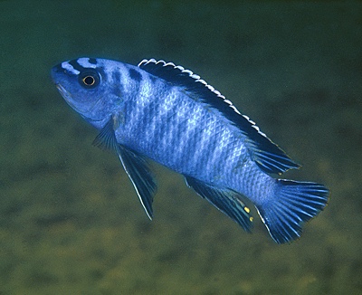 Labeotropheus trewavasae 'Higga Reef'